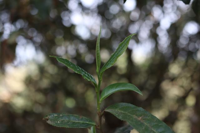 一文告诉你春茶、夏茶、秋茶的不同之处