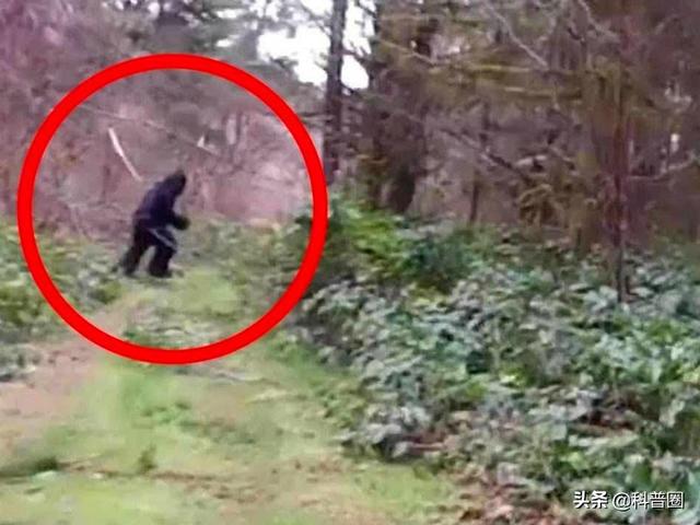 神农架深处：为什么会被列为禁区？（神农架为何会被列为禁区?里面究竟有什么?）