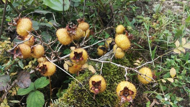 野味_盘点农村的9种野味吧，你吃过几种？（农村有哪些野味）