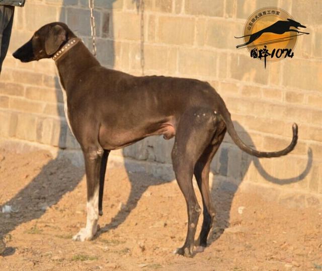 陕西细犬_哮天犬原型之山东短毛细犬（滑条）