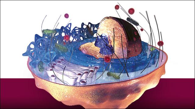 人体细胞结构图_Science四连发！人类细胞图谱绘制完成，堪称人体「谷歌地图」