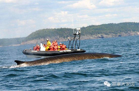 加拿大著名景点_加拿大50个最值得去的景点，都在这了！（加拿大十大景点）