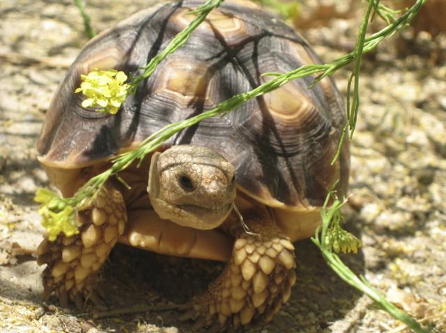 陆龟_饲养陆龟应注意的事项，都是新手容易犯的错误，搞懂就少走弯路咯（陆龟如何饲养）