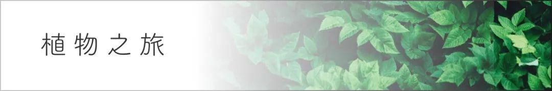欧美剧出现频率最高的杜松子酒了解下
