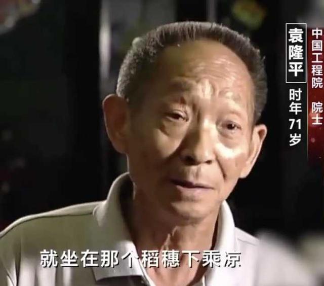 大足神农_袁隆平“稻下乘凉梦”中的水稻出现了！2米高水稻在重庆试种成功（袁隆平湖南水稻）