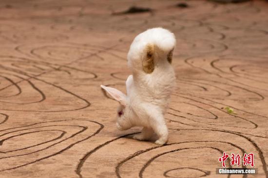 海湾兔_“兔坚强”先天残疾倒立行走 令人称奇的励志动物（直立行走的兔子）