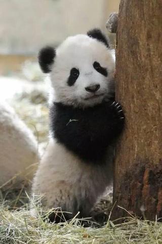 世界上最可爱，最治愈的小动物（世界上最可爱,最治愈的小动物是什么）