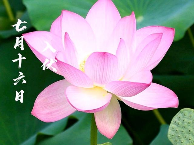 七月十六入伏，多吃6样“去火菜”，做法简单味道美，轻松过伏天