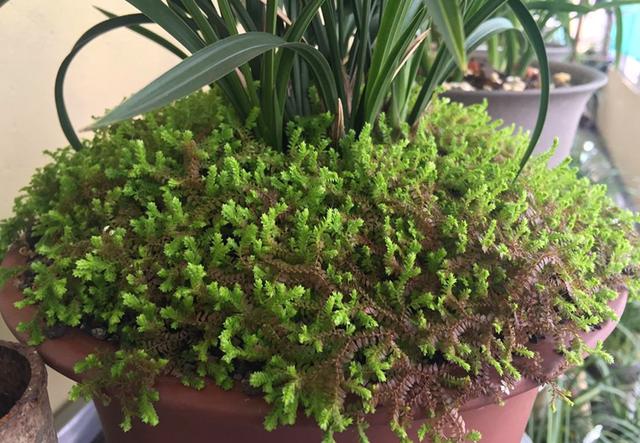 翠云草的日常养护，你也要学一下，很不错的花草（翠云草盆栽）