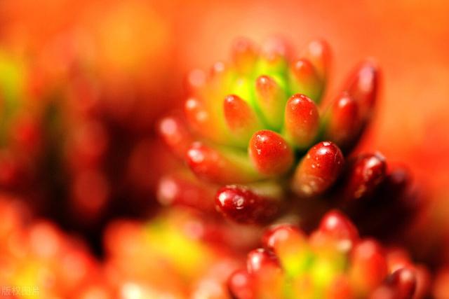 100种多肉图鉴，比花还美，你认识几种？（多肉植物图鉴900多种）