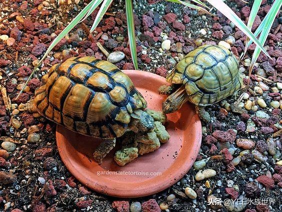 陆龟_这种公认的入门陆龟，养起来好费钱（最值得养的陆龟）