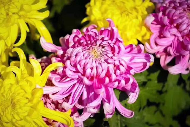新郑园博园在哪里_赏秋菊、看表演还可以免门票！“十一”长假到郑州园博园玩吧