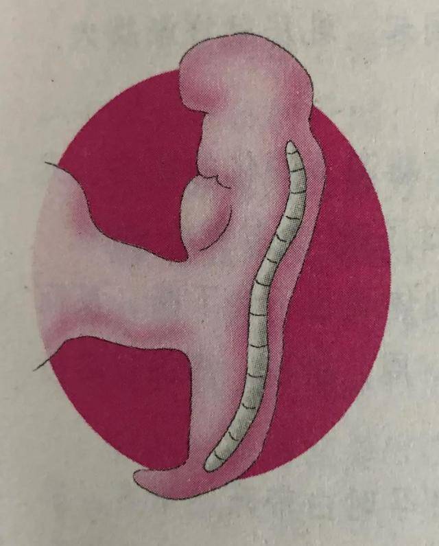 图说怀孕前三个月（1～12周），感受小生命成长的奇妙（怀孕前三个月胎儿发育过程）