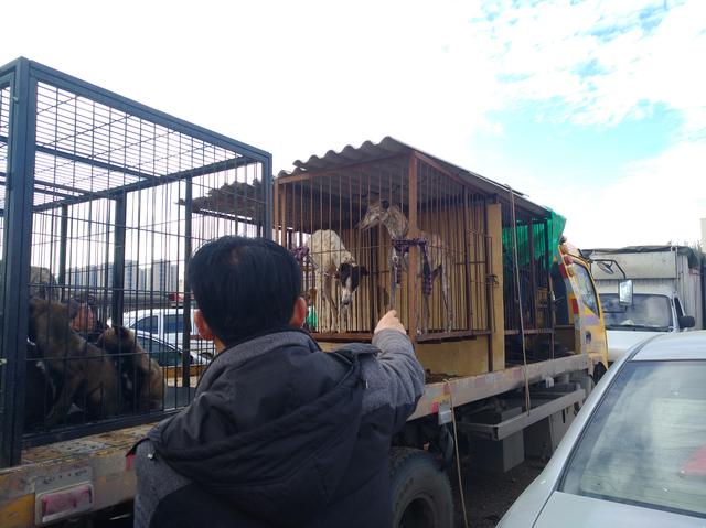 陕西细犬_狗市：商贩出售陕西细犬1500元底价，引来很多人围观挑选！（陕西细狗价格）