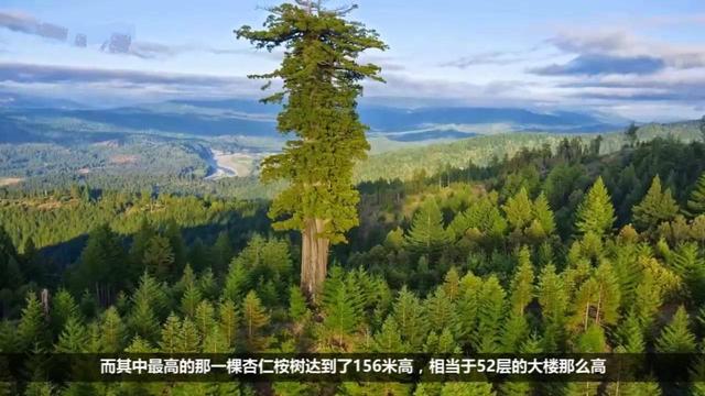 156米，一棵澳洲桉树，一年“喝水”35万斤，世界最高的树（澳大利亚的桉树）
