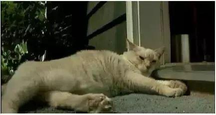 猫界大佬打伤七只比特斗牛犬，犬主人现已集体懵逼（什么猫打得过比特犬）