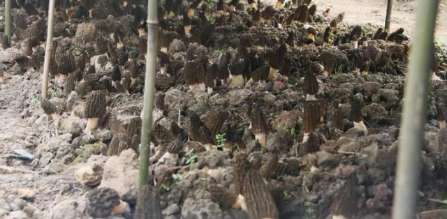 黄金针菇_人工栽培的食用菌与野生的食用菌有哪些不同