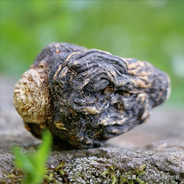 玛卡竟然有这么多种颜色？（玛卡是什么颜色的最好）