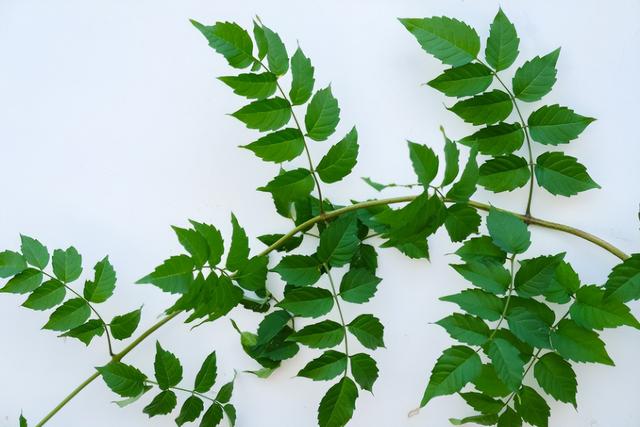 凌霄花和炮仗花区别不开，知道这5步，再也认不错（炮仗花好还是凌霄花好）