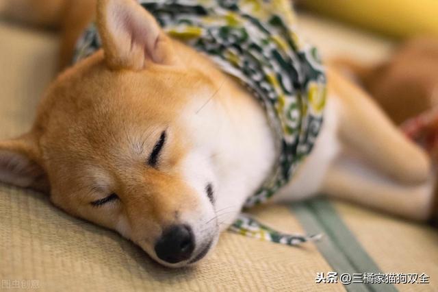 狗会做梦吗？（狗会不会做梦为什么）