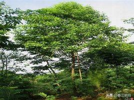 香料植物_中国古代使用的植物香料（中国古代香料种类）