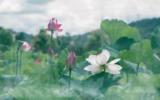 品尝那一湖荷色，莲藕粉如何正确地冲泡出来（莲藕粉冲出来什么颜色）