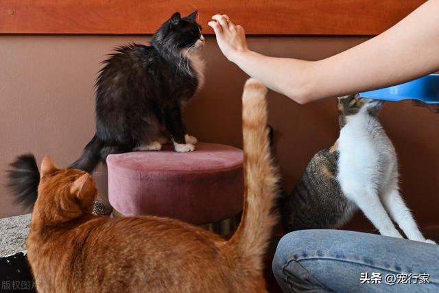 猫咪最喜欢做的5件事，你知道几个？