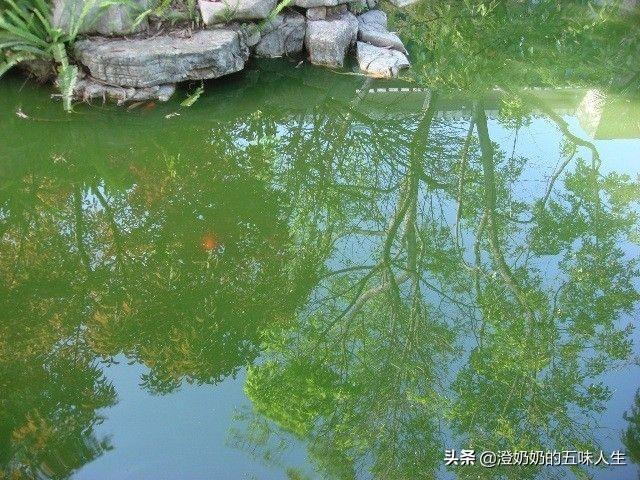 黄果树瀑布简介_黄果树大瀑布（黄果树大瀑布世界排第几）