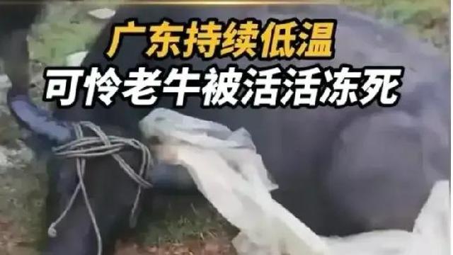 牛的图片大全大图_近日，广东气温骤降，冻死了一头老牛，大家七嘴八舌话老牛
