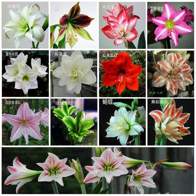 兰花品种名称及图片_这“38种花”，当你开始收集品种时，你已入坑颇深（这是哪种花）