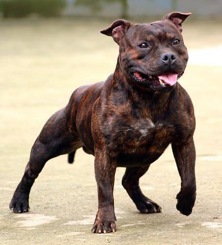 比特犬打斗时为什么不怕痛？（比特犬怕痛吗）