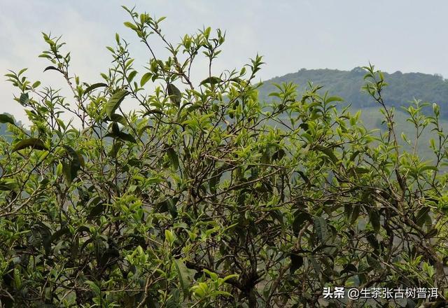 普洱春茶怎么样？（普洱春茶的特点）