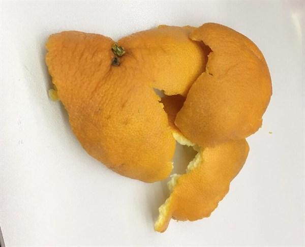 橙子皮晒干后是陈皮？（橙子皮晒干就是陈皮吗）