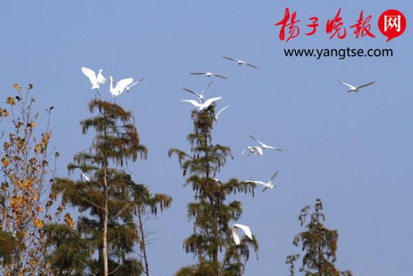 红脚隼_草鹭、黑苇鳽、黑卷尾、红脚隼……句容赤山湖湿地迎来大批珍稀候鸟