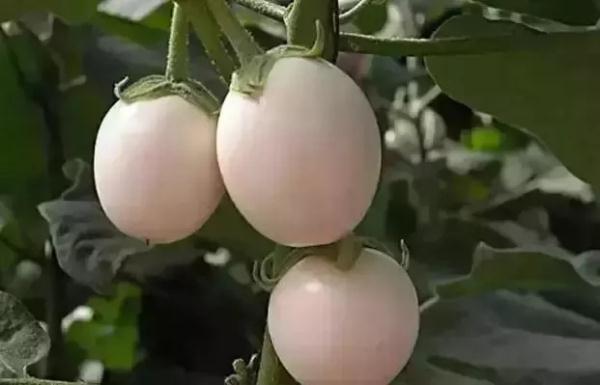 这些罕见的瓜果，尝过3种你就很厉害了（这些罕见的瓜果,尝过3种你就很厉害了英语）