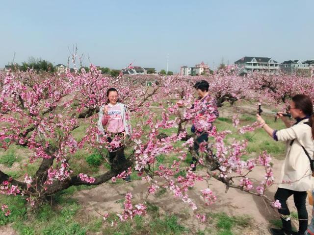 上海桃花节周末开启，九条赏花线路饱览春日之美（上海看桃花的季节和景点）