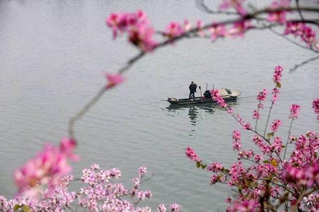 再过几天，柳州紫荆花将盛开？（柳州紫荆花开了没）
