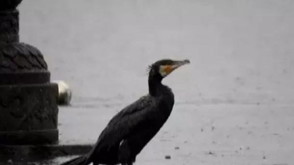 灰头鹀_西湖边第一只冬候鸟来了！接着还将惊喜不断……来认识这些美丽精灵