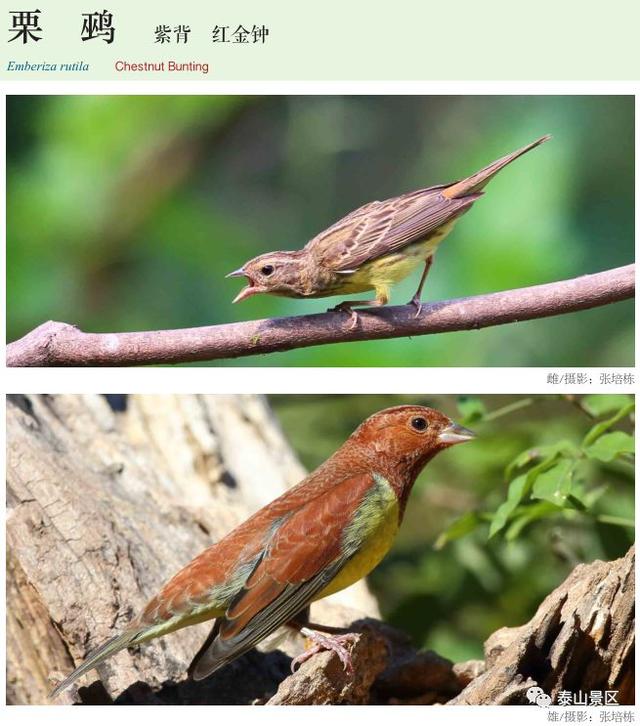 灰头鹀_【泰山鸟类科普198】栗 鹀（泰山鸟类图片大全）