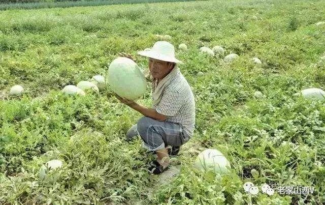 不识三白瓜，枉称晋南人