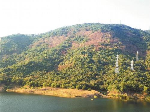 梅林水库山上大片树木疑枯死（梅林水库的山叫什么山）