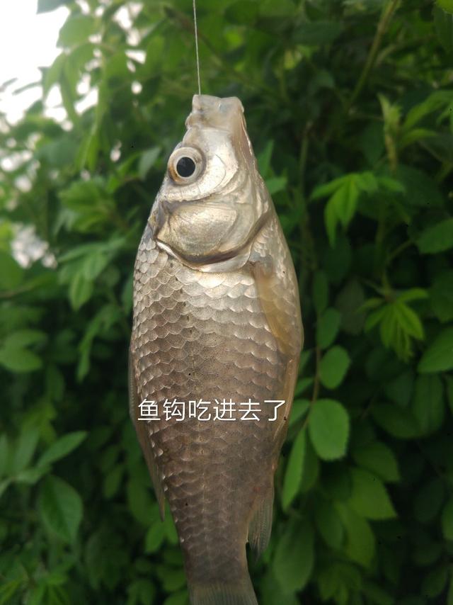 如何通过鱼钩位置判断灵与顿？（底钩中鱼是灵或顿）