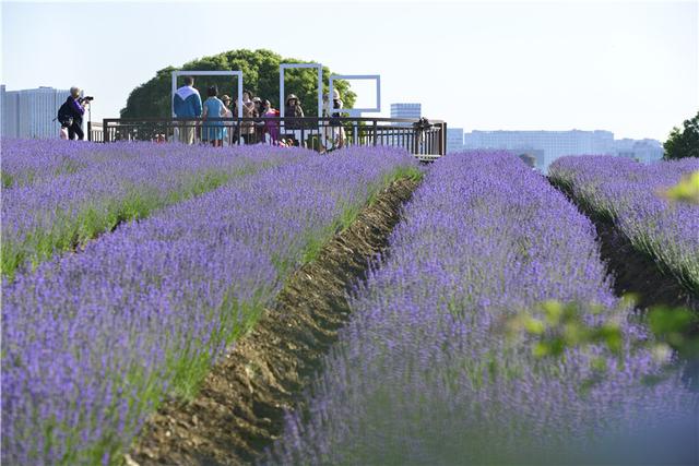 无锡雪浪山_在家看天下·每日一景｜江苏无锡：五月，走进薰衣草的海洋