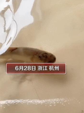 家被淹，杭州父女在房间里抓鱼上热搜