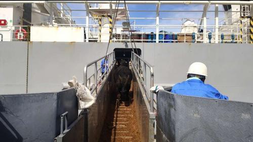 澳牛_海口海事保障海南首批“零关税”澳牛入境（海南跨境零关税）