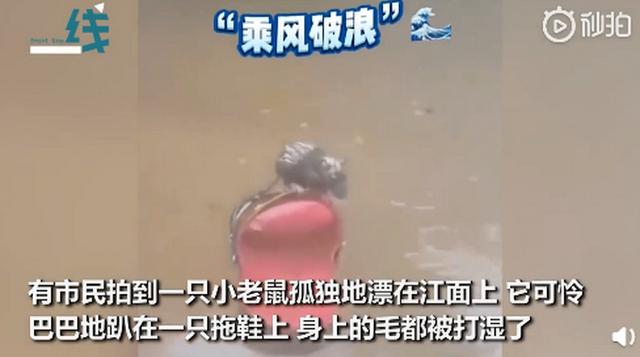四川乐山洪峰过境，小老鼠死死抱住拖鞋漂在水面，网友：聪明啊