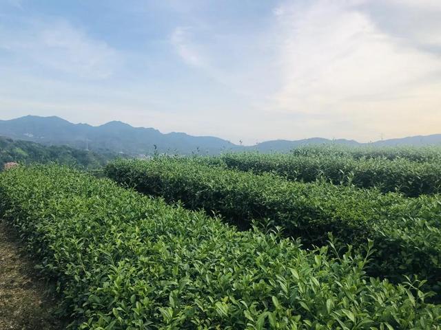 观音铁韵 香飘万里丨揭秘安溪茶叶独特的“香”和“韵”（安溪清香型铁观音具有什么韵）