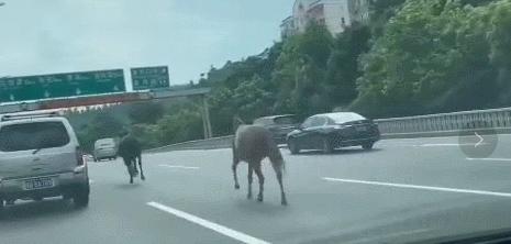 深圳梅林水库惊现巨蟒？（深圳梅林水库图片）