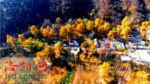 银杏林_去哪踏秋赏银杏？这里的千年银杏林不容错过