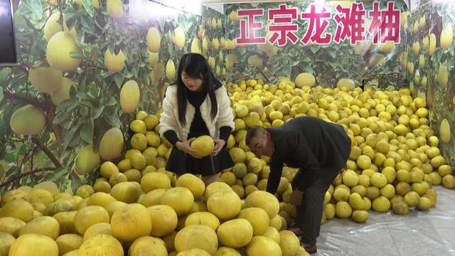 梁平柚_梁平柚进入成熟采摘期 预计产量9万吨综合产值10亿元